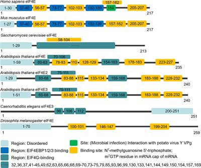 Biological functions and research progress of eIF4E